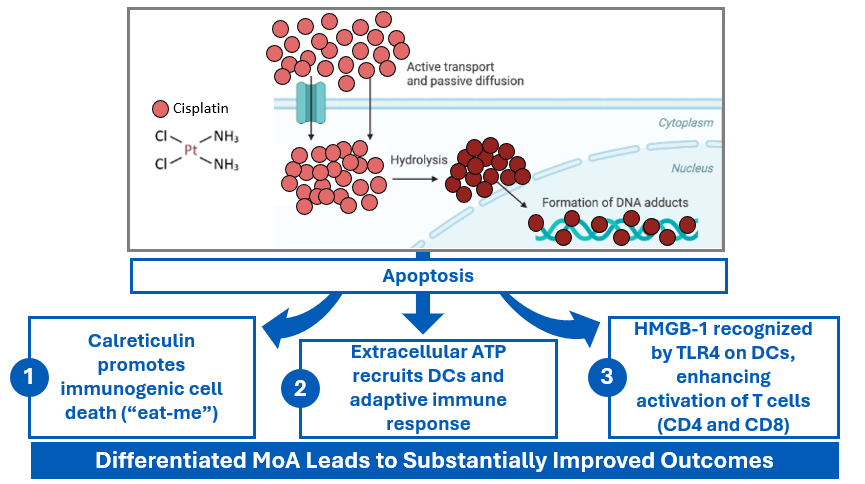 Immunomodulatory cascade — calreticulin, ATP, HMGB-1